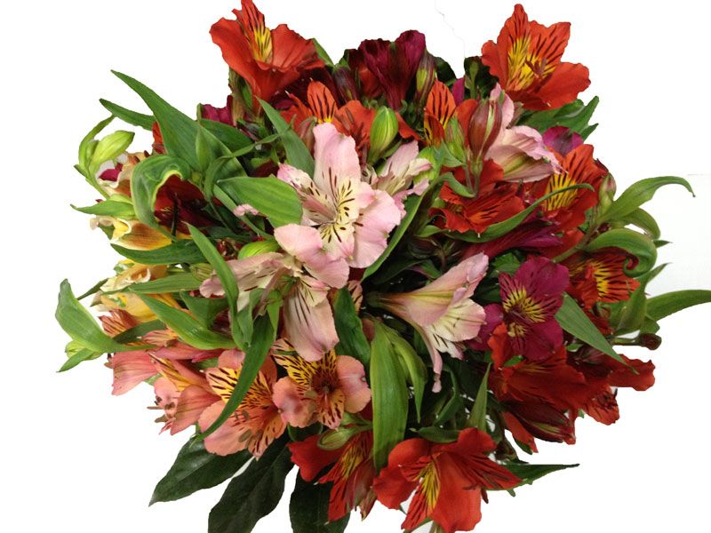 Svg+xml;charset=utf 8,%3Csvg xmlns%3D'http%3A%2F%2Fwww.w3