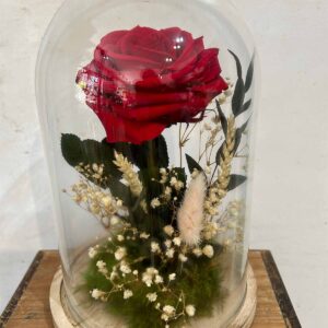 Rosa eterna en cúpula de cristal